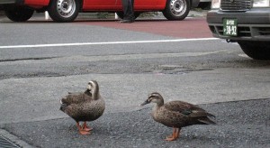 めずらしい、お客様